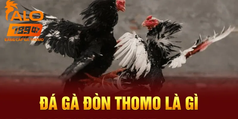 Đá gà đòn Thomo có tính chất gay cấn và thú vị