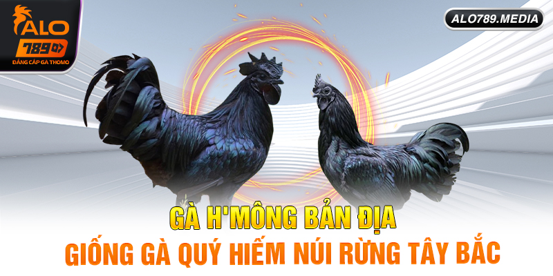 Gà Hmong bản đại giống gà quý hiếm núi rừng tây bắc