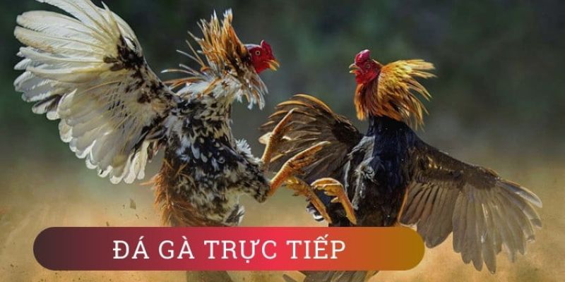 Tìm hiểu hiểu đá gà trực tiếp mới nhất