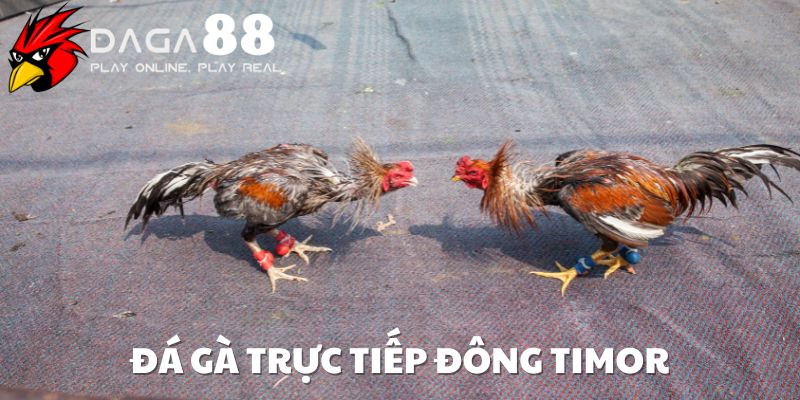 đá gà trực tiếp đông timor